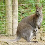 Känguru-Baby Wallaby im Eifelpark Gondorf