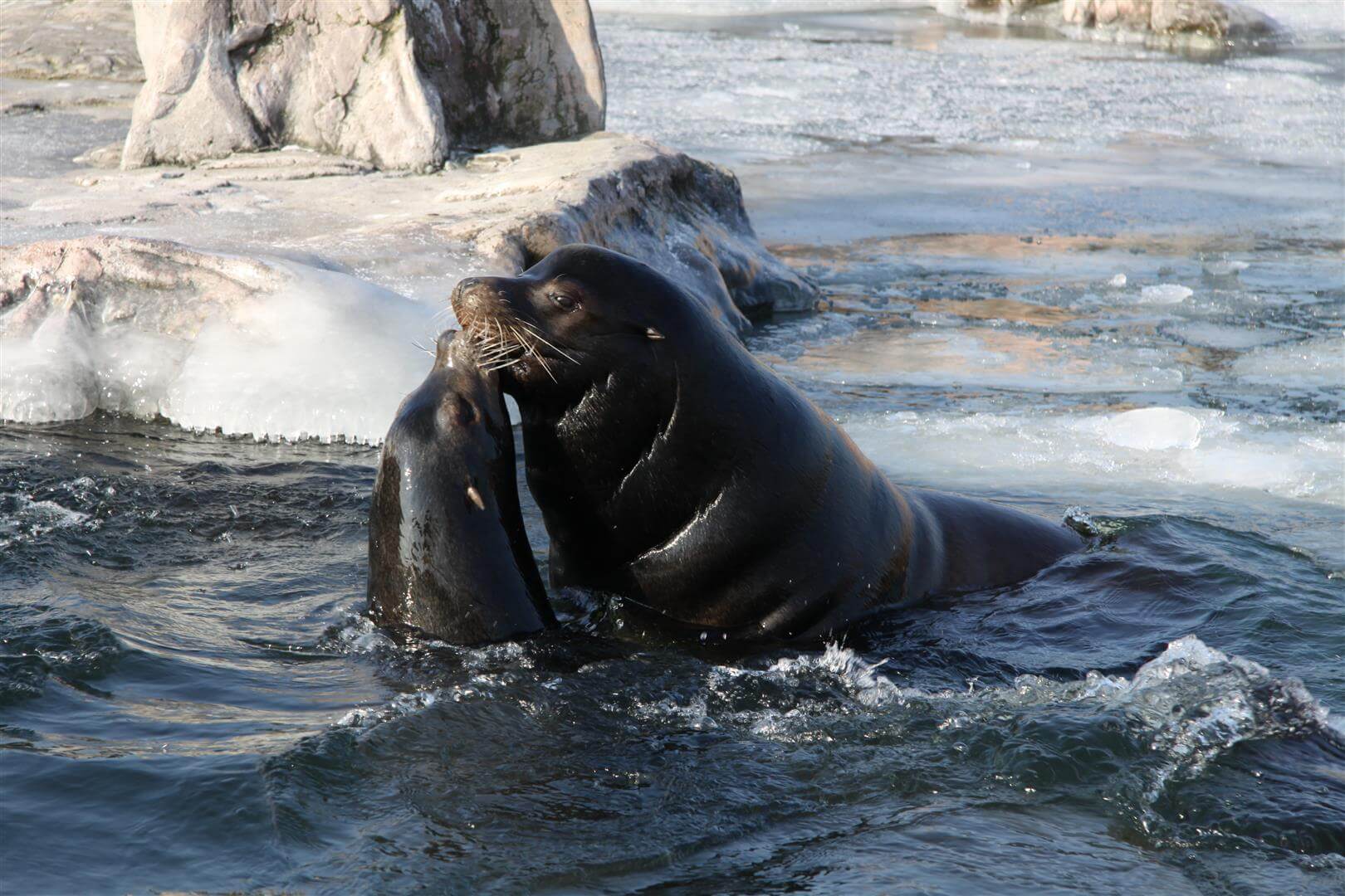 Seeloewen in der ZOOM Erlebniswelt