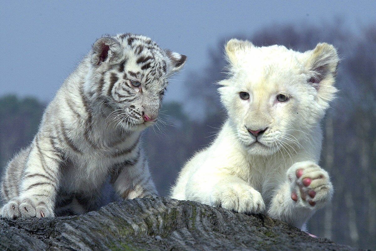 Löwenbaby & Tigerbaby im Zoo Safaripark Stukenbrock