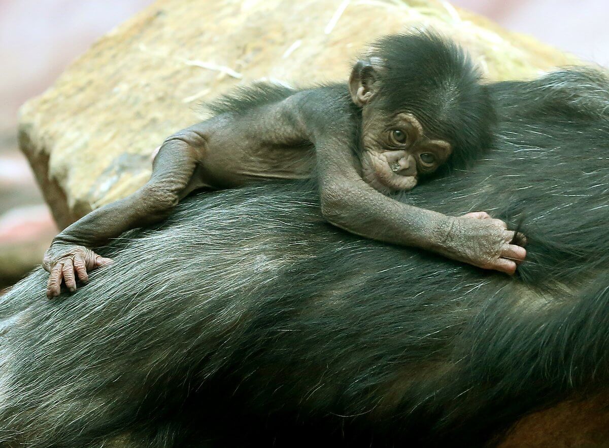 Affen-Baby in der Zoom Erlebniswelt