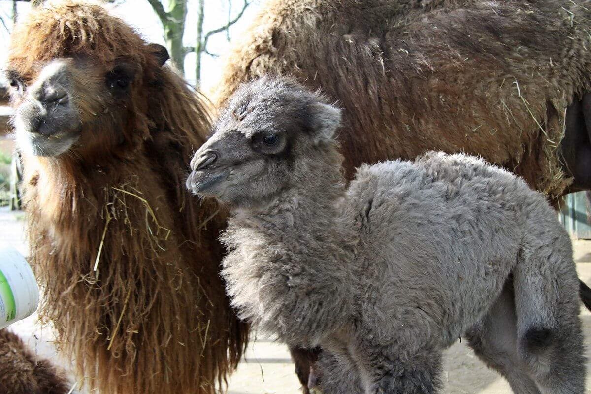 Trampeltier Nachwuchs in der Zoom Erlebniswelt