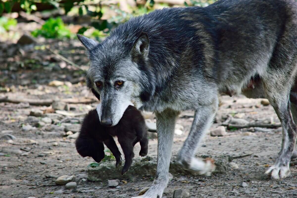 Wolfsjungtier in der Zoom Erlebniswelt