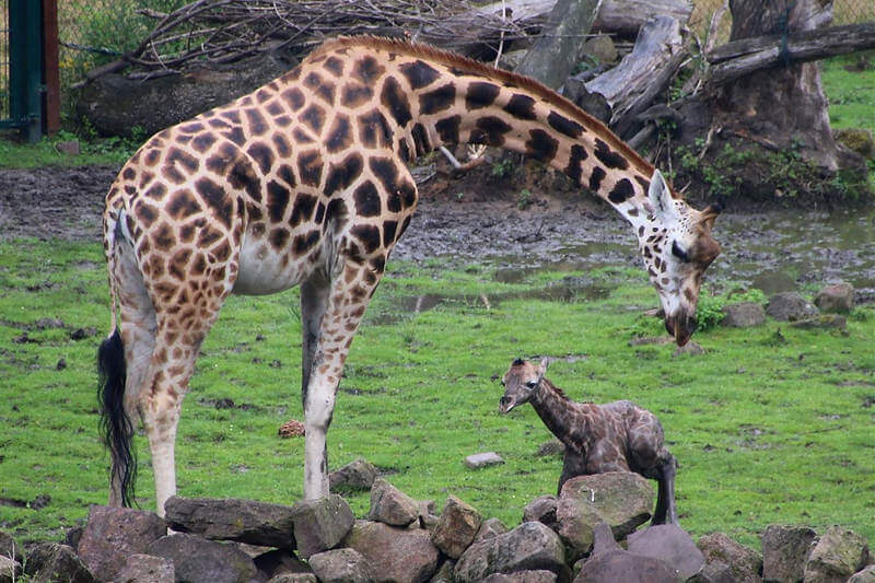 Zoom Erlebniswelt - Giraffenbaby