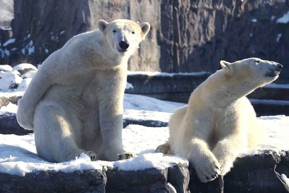Eisbären in der Zoom Erlebniswelt