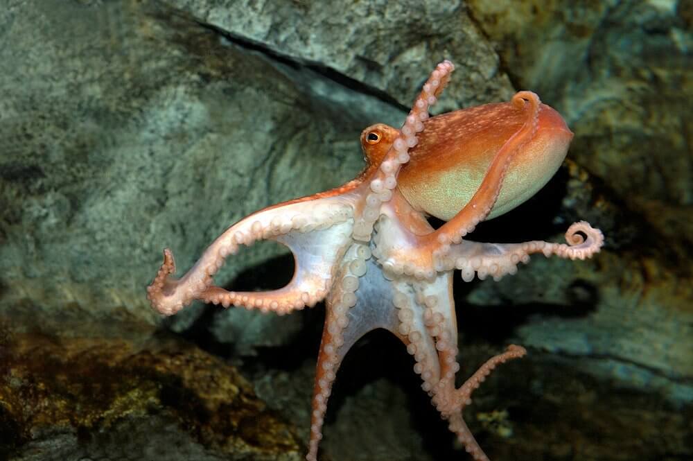 Octopus im Sea Life Center