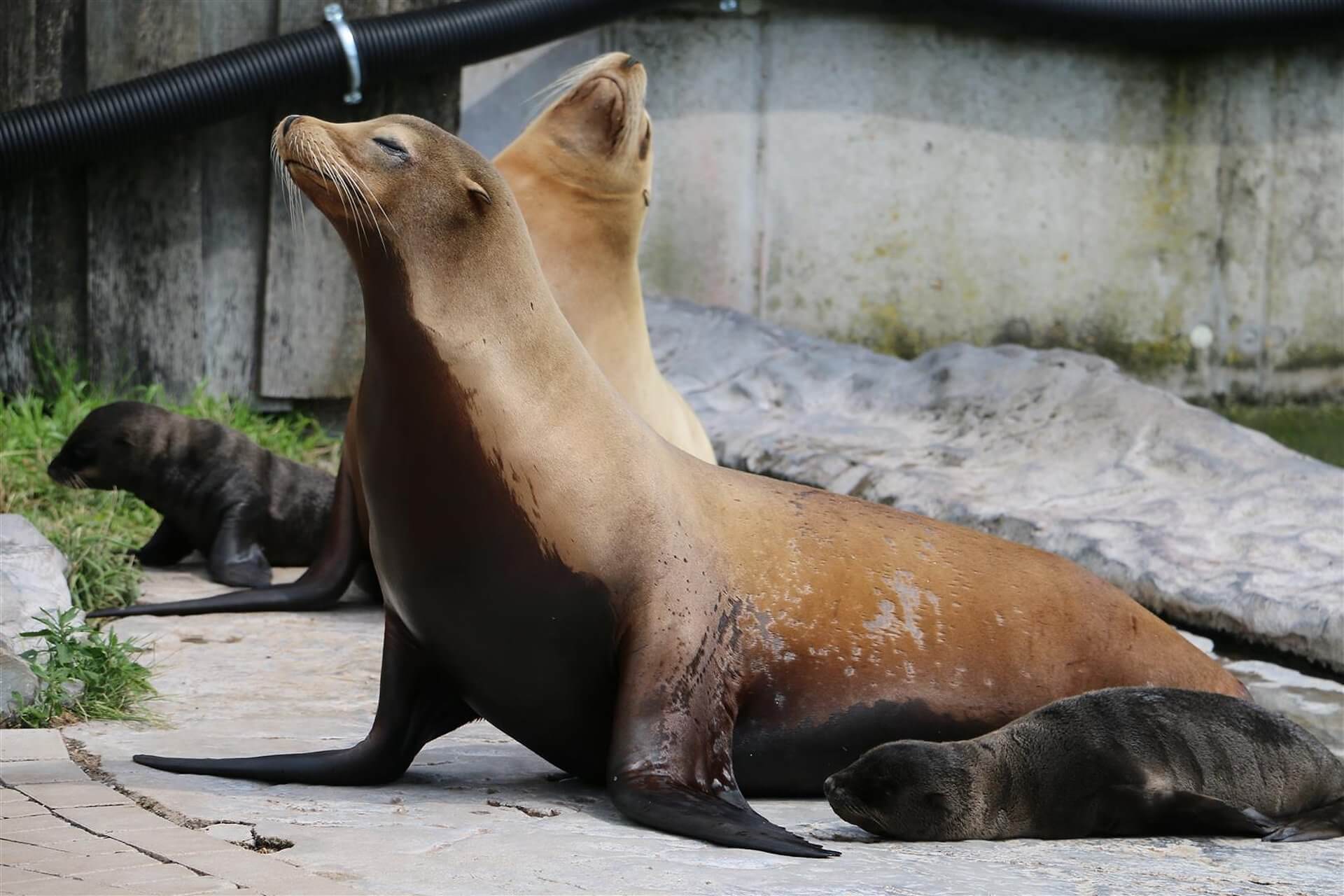 Seelöwenbabys in der Zoom Erlebiswelt