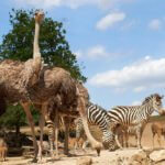 Grassavanne in Afrika der Zoom Erlebniswelt