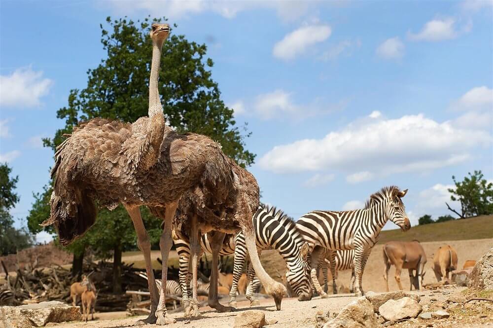 Grassavanne in Afrika der Zoom Erlebniswelt