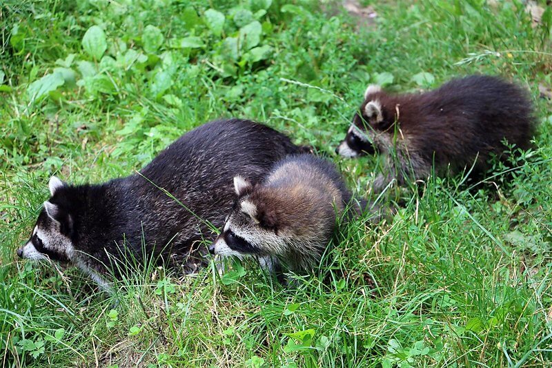 Waschbärenkinder in der Zoom Erlebniswelt