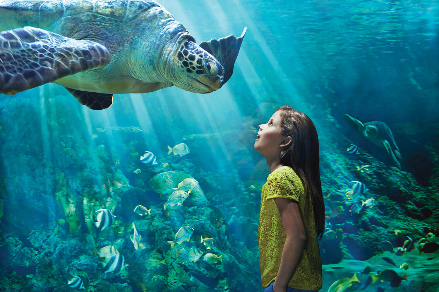 Neuer SeaWorld Park Abu Dhabi