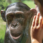 Schimpanse in der ZOOM Erlebniswelt