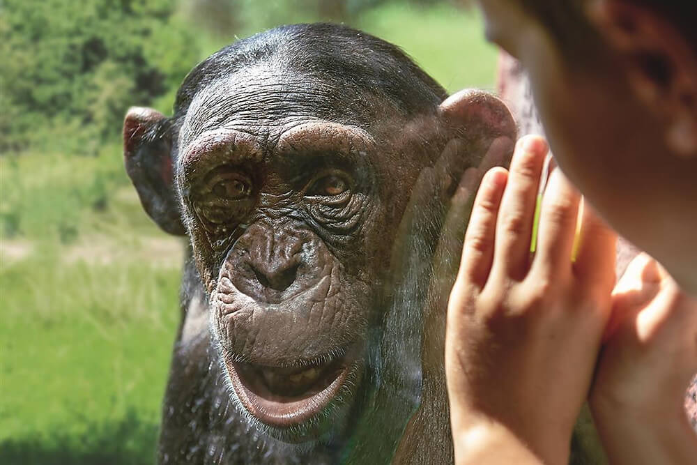 Schimpanse in der ZOOM Erlebniswelt
