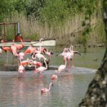 Flamingos in der ZOOM Erlebniswelt