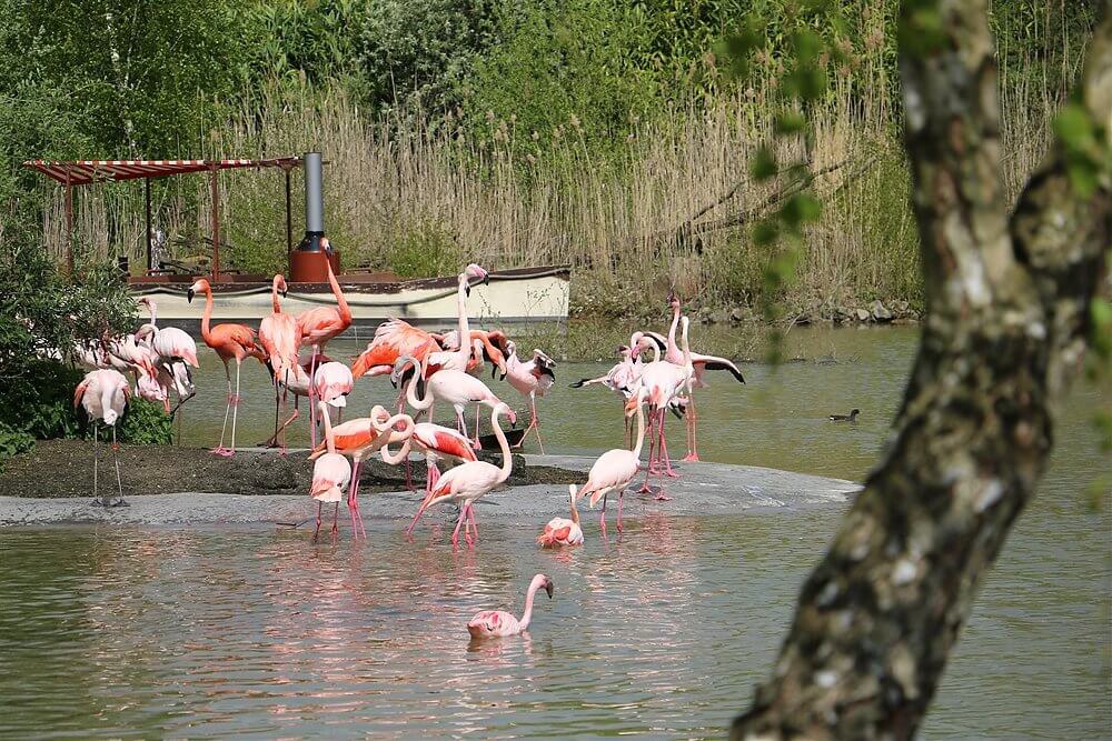 Flamingos in der ZOOM Erlebniswelt