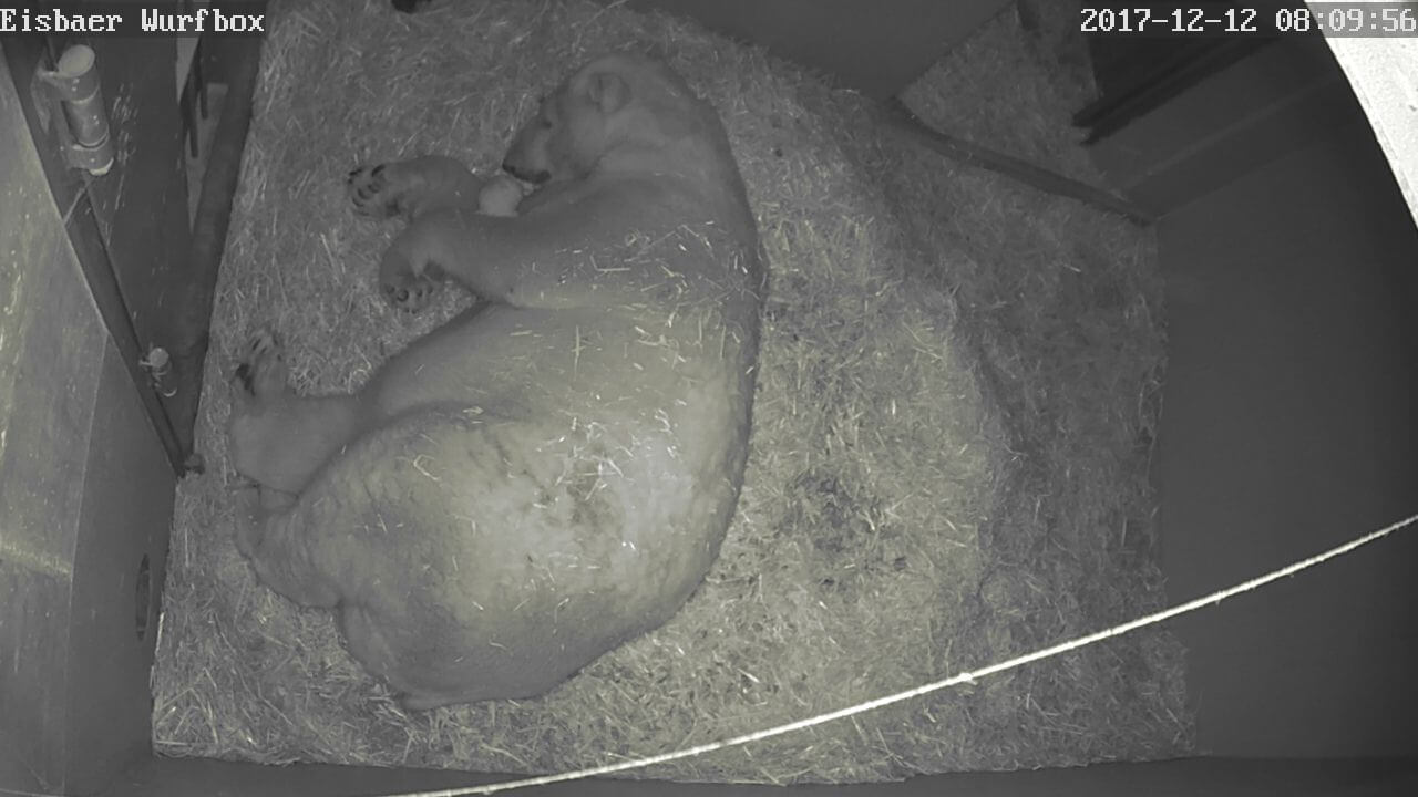 Eisbärbaby in der ZOOM Erlebniswelt