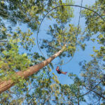 Center Parcs Park Allgäu - Zip-Wire