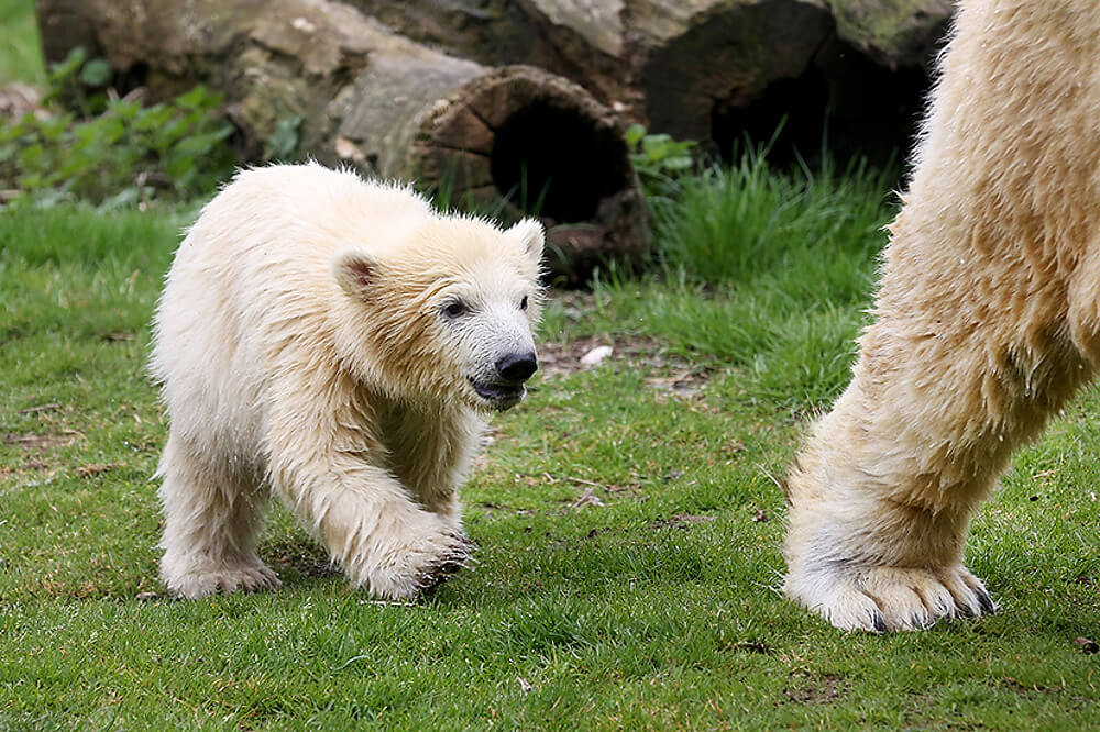 Eisbärbaby Nanook in der ZOOM Erlebniswelt