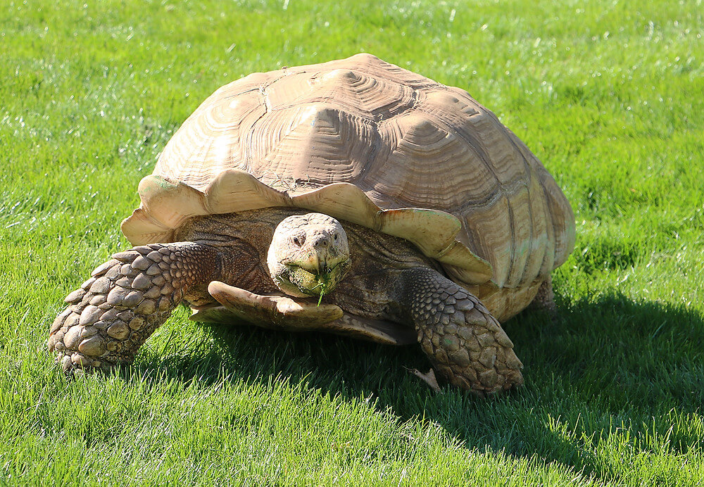 Neuer Schildkrötengarten in der ZOOM Erlebniswelt