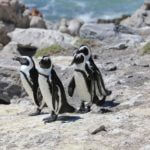 Pinguine in der Zoom Erlebniswelt