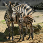 Zebra-Nachwuchs in der ZOOM Erlebniswelt (ZOOM Erlebniswelt)