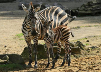 Zebra-Nachwuchs in der ZOOM Erlebniswelt (ZOOM Erlebniswelt)
