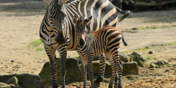 Zebra-Nachwuchs in der ZOOM Erlebniswelt (ZOOM Erlebniswelt)