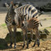 Zebra-Nachwuchs in der ZOOM Erlebniswelt (ZOOM Erlebniswelt)