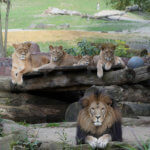 Löwennachwuchs in der ZOOM Erlebniswelt