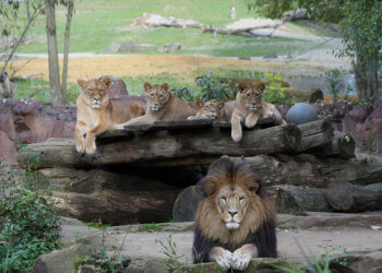 Löwennachwuchs in der ZOOM Erlebniswelt